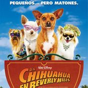 Foto Un chihuahua en Beverly Hills