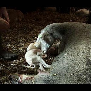 Foto Catherine Pozzo Di Borgo