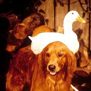 Foto Millonarios por una pata