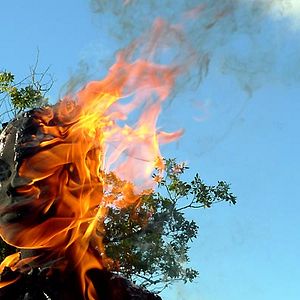 Foto La Terre de la folie