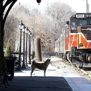 Foto Siempre a tu lado. Hachiko