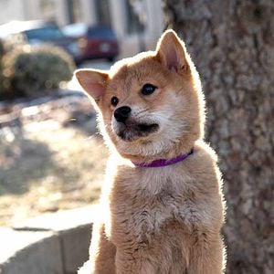Foto Siempre a tu lado. Hachiko