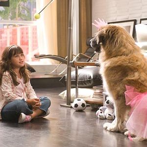 Foto Dos canguros muy maduros