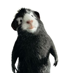 Foto G-Force: Licencia para espiar