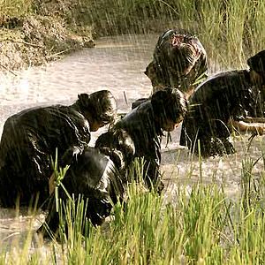 Foto Roshane Saidnattar