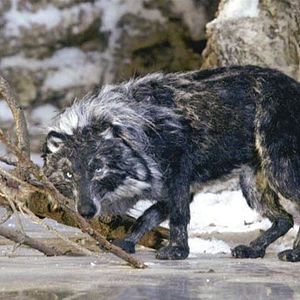 Foto Suzie Templeton