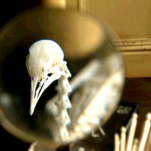 Foto La duda de Darwin