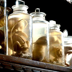 Foto La duda de Darwin