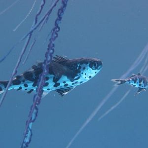 Foto El viaje de la tortuga