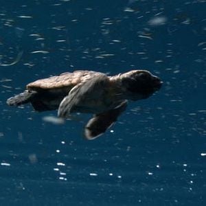 Foto El viaje de la tortuga