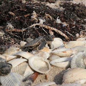 Foto El viaje de la tortuga