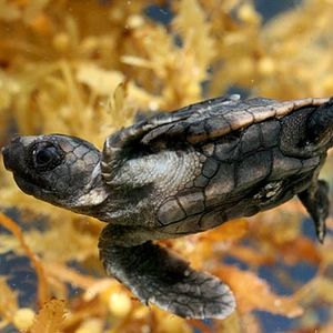 Foto El viaje de la tortuga