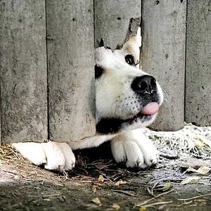 Foto Siempre a tu lado. Hachiko