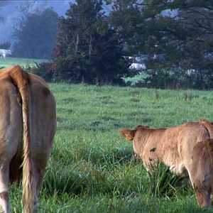Foto Dominique Marchais