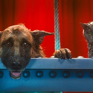 Foto Como perros y gatos: La revancha de Kitty Galore