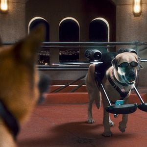 Foto Como perros y gatos: La revancha de Kitty Galore