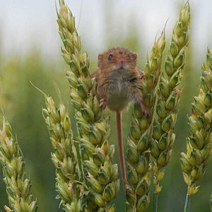 Foto Frédéric Goupil