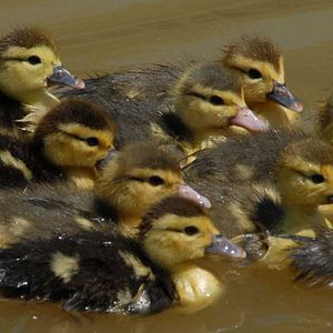 Foto Frédéric Goupil