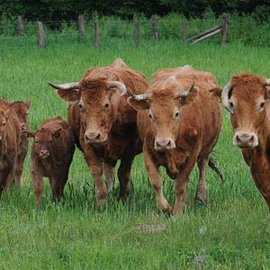 Foto Frédéric Goupil