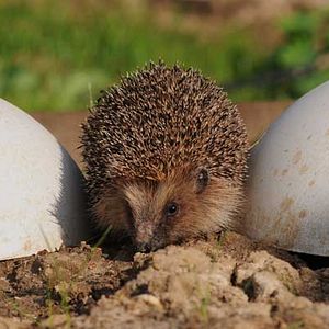 Foto Frédéric Goupil