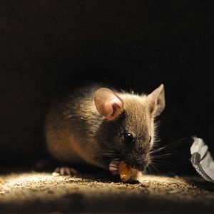 Foto Frédéric Goupil