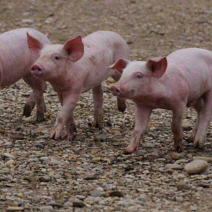 Foto Frédéric Goupil