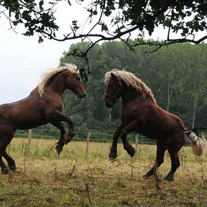 Foto Frédéric Goupil