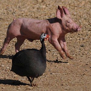 Foto Frédéric Goupil