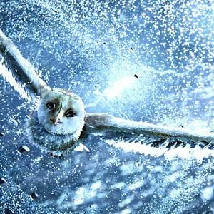 Foto Ga'Hoole. La leyenda de los guardianes