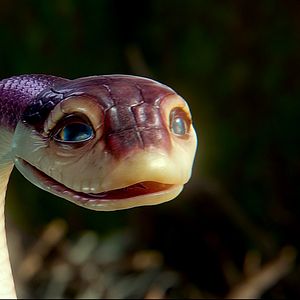 Foto Ga'Hoole. La leyenda de los guardianes