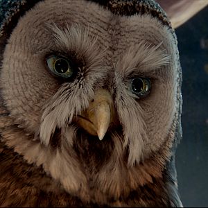 Foto Ga'Hoole. La leyenda de los guardianes