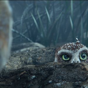 Foto Ga'Hoole. La leyenda de los guardianes