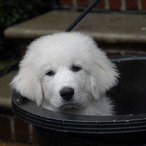 Foto Navidad con los Buddies: En busca de Santa Can