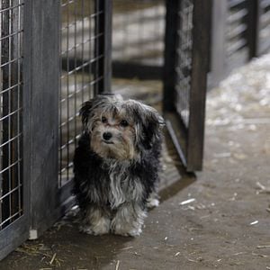 Foto Navidad con los Buddies: En busca de Santa Can