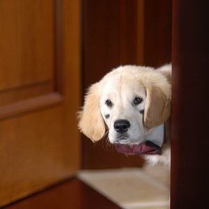 Foto Navidad con los Buddies: En busca de Santa Can