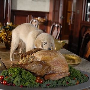 Foto Navidad con los Buddies: En busca de Santa Can