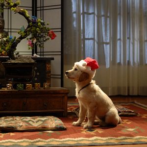 Foto Navidad con los Buddies: En busca de Santa Can