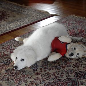 Foto Navidad con los Buddies: En busca de Santa Can