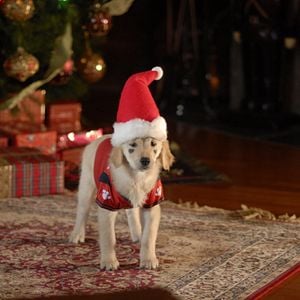 Foto Navidad con los Buddies: En busca de Santa Can