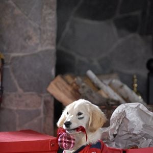 Foto Navidad con los Buddies: En busca de Santa Can