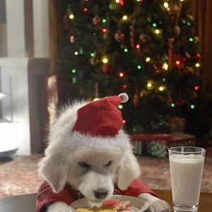 Foto Navidad con los Buddies: En busca de Santa Can