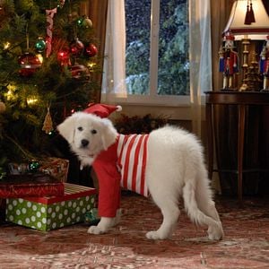 Foto Navidad con los Buddies: En busca de Santa Can