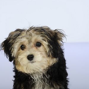 Foto Navidad con los Buddies: En busca de Santa Can