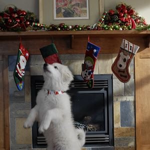 Foto Navidad con los Buddies: En busca de Santa Can