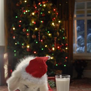 Foto Navidad con los Buddies: En busca de Santa Can