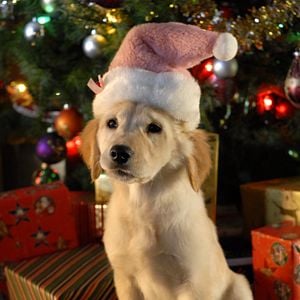 Foto Navidad con los Buddies: En busca de Santa Can