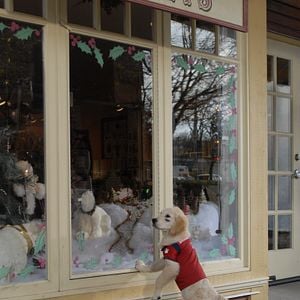 Foto Navidad con los Buddies: En busca de Santa Can