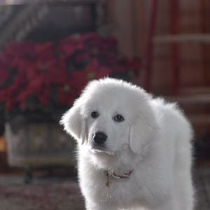 Foto Navidad con los Buddies: En busca de Santa Can