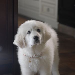 Foto Navidad con los Buddies: En busca de Santa Can