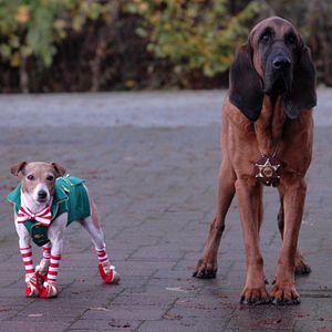 Foto Navidad con los Buddies: En busca de Santa Can